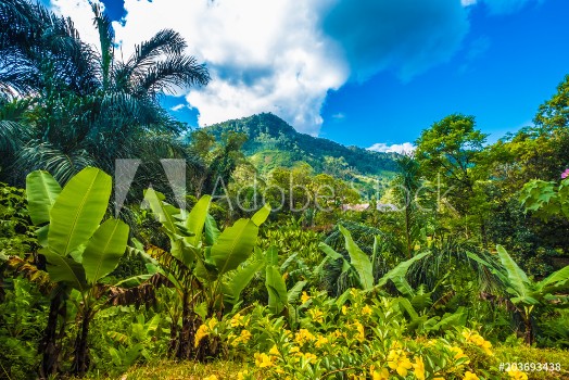 Picture of Lush primeval forests Ranomafana hot water in Malagasy National Park Madagascar